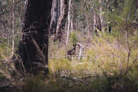 Kangaroo in Bush