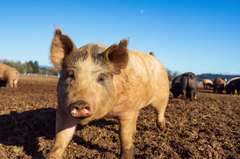 The Conventional Farming of Pigs