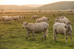 picture of cows in field