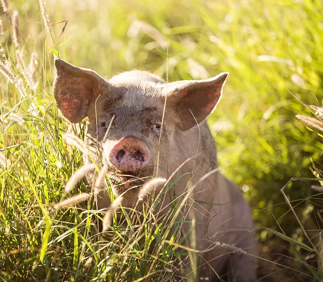 Update: Pigs