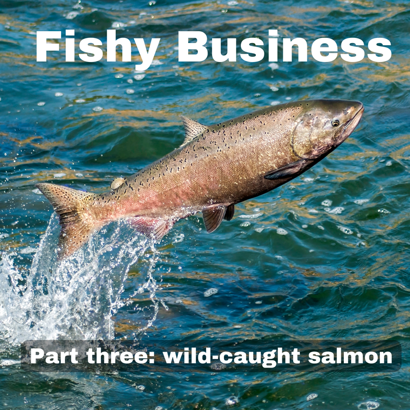 Fishy Business Part Three: Wild-caught Salmon