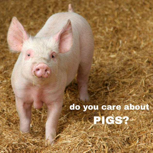 The reality of pig farming | Sunshine Coast Organic Meats