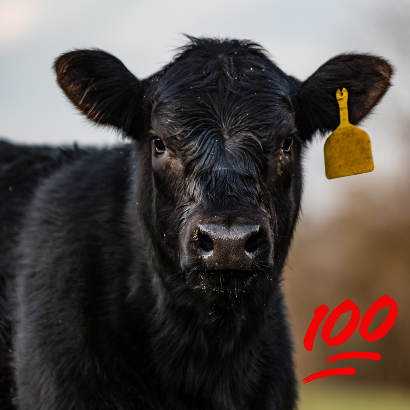 Angus Beef